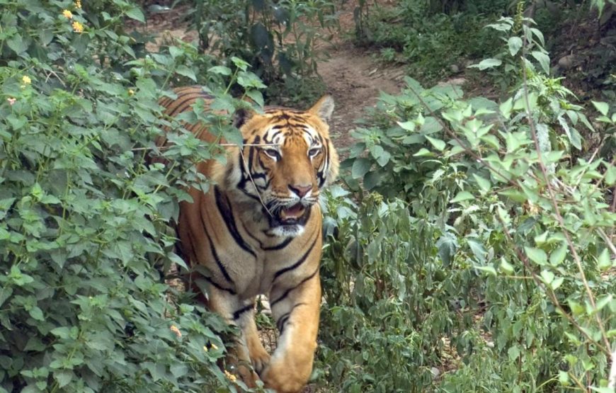 Tiger Tops Karnali Lodge