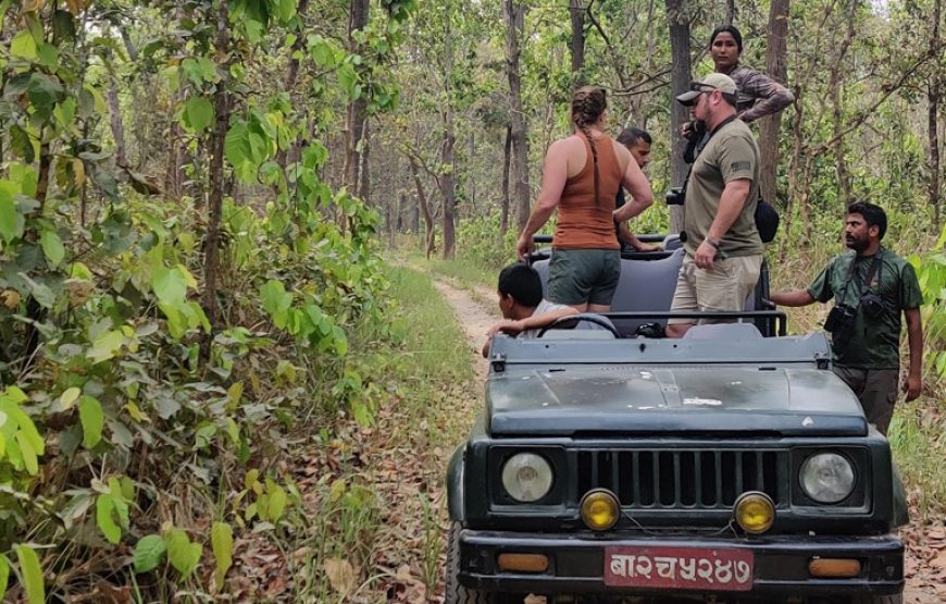 Premium Package for Group of 8 & beyond including Jungle Jeep Safari
